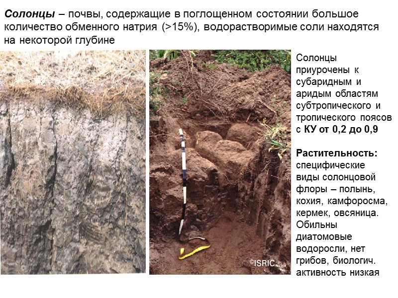 Солонцы – почвы, содержащие в поглощенном состоянии большое количество обменного натрия (>15%), водорастворимые соли